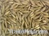 Bamboo Seed Suppliers Bamboo Seed Exporters Bamboo Seed Bulk Bamboo Seed Traders Buy Bamboo Seed