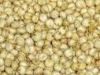 Sorghum White