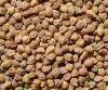 Ethiopian Chick pea Chickpeas Ethiopian Turkey Chickpeas Chickpeas turkey Indian chick pea Indian chickpea Indian chickpeas