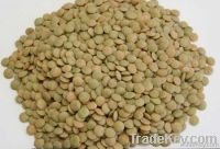 green lentils Canada green lentils Richlea green lentils Eston green l