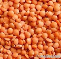 Split Red Lentils suppliers , Red Split Lentil Lentille exporters, Lense wholesaler, Lenteige, Masoor dal exporters, Mercimek suppliers, bulk Saabat Masoor traders