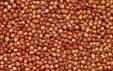 Sorghum red