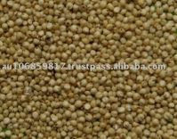 Sorghum White