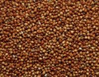 Sorghum red