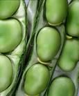 broad beans