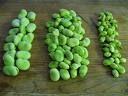 broad beans