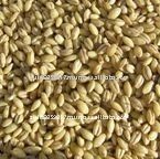 Australian organic pearl barley