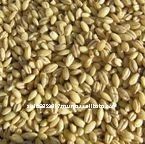 Australian organic pearl barley