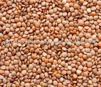 Red lentils whole, Masur dal, whole red lentils