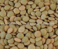 Green Lentils Canada , Large green lentils Canada green lentils Richlea green lentils Eston green lentils laird green lentils