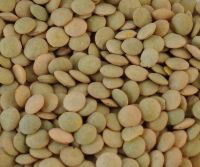 Green Lentils Canada , Large green lentils Canada green lentils Richlea green lentils Eston green lentils laird green lentils