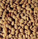 rounded red Lentil