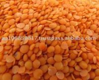 Split Red Lentils , Red Split Lentil Lentille, Lense, Lenteige, Masoor, Mercimek, or Saabat Masoor