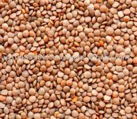 Red Lentils whole, Lentille, Lense, Lenteige, Adas, Masoor, Mercimek, Saabat Masoor, Desi Masoor, Masoor Matki, or Crimson.