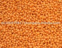 Split Red Lentils Lentille Lense Lenteige Masoor Mercimek Saabat Masoor Football type Red Lentil