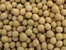 Yellow soybean