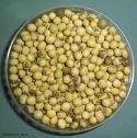 Soybean