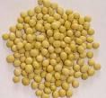 yellow soybean