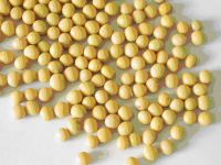 yellow soybean