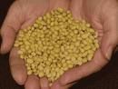 Yellow soybean