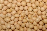 soybeans