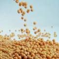high protein soybeans