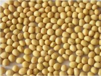 Soybean