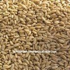 Australian organic wheat grain