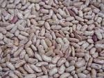 Light Speckled Kidney Beans