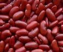 Red kidney bean