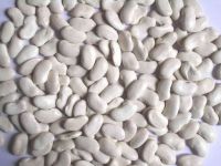 White Flat Kidney beans