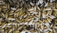 Australian organic rye grain