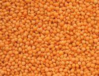 Red lentils