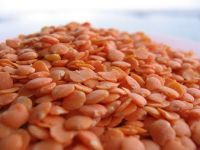 red lentils suppliers,red lentils exporters,red lentils manufacturers,red lentils traders,bulk lentils,low price lentils,wholesale lentils,