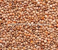 RED LENTILS