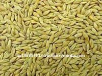 Australian organic barley grain