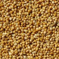 Millet Panicum