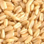 Kiln Dried Hulled Oats