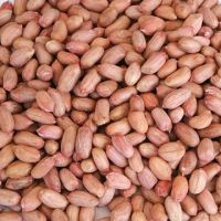 Peanut kernels (Virginia shape)