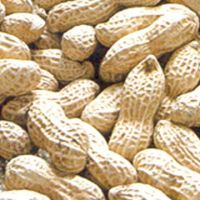 Peanuts in shell