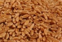 Wheat AH2