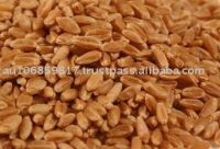 Australian Wheat APH1 Australian Prime Hard wheat APH2 APW1 APW2 Australian Soft wheat ASW1 Durum Wheat AGP Feed wheat