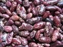 Purple Speckled Kidney Beans