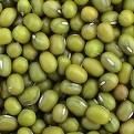 Green Mung Bean yellow mung bean organic green mung bean dried mung bean small green bean fresh green mung bean crop green mung