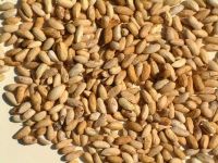 Neem Seeds / Neem Oil Seeds