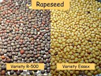 Edible Oil Seed,Rape Seed