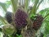 Oil Palm Hybrid seed