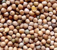 whole yellow peas Yellow peas whole / yellow peas / yellow whole hulled peas / whole yellow peas / yellow whole hulled peas