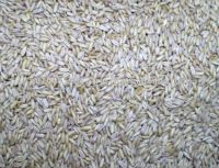 QATS - KILN DRIED HULLED OATS