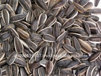 Sunflower seeds